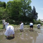 田植え