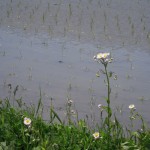 田植え後の水田