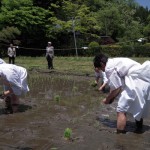 田植え